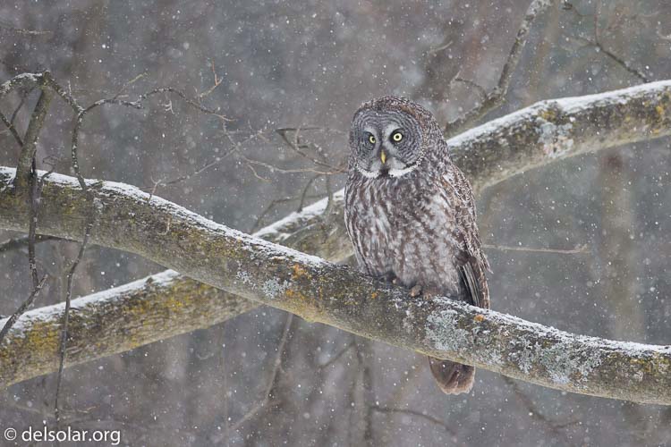 Canon EOS 7D  --  500 mm  --  EF500mm f/4L IS USM  