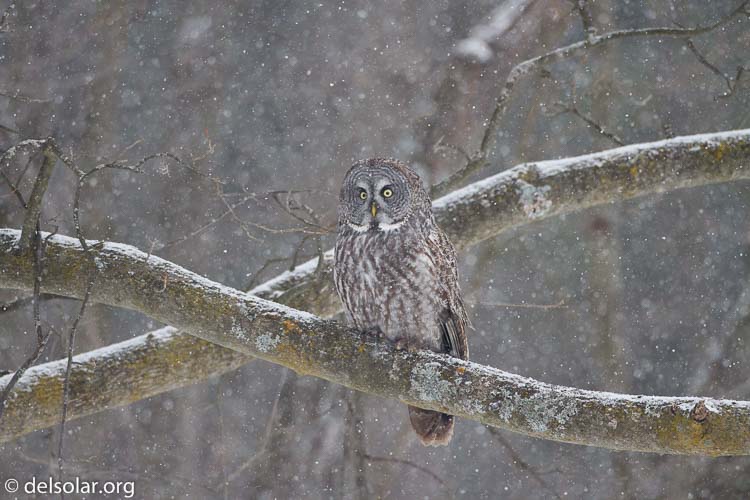 Canon EOS 7D  --  500 mm  --  EF500mm f/4L IS USM  