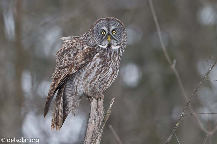 Canon EOS 7D  --  500 mm  --  EF500mm f/4L IS USM  