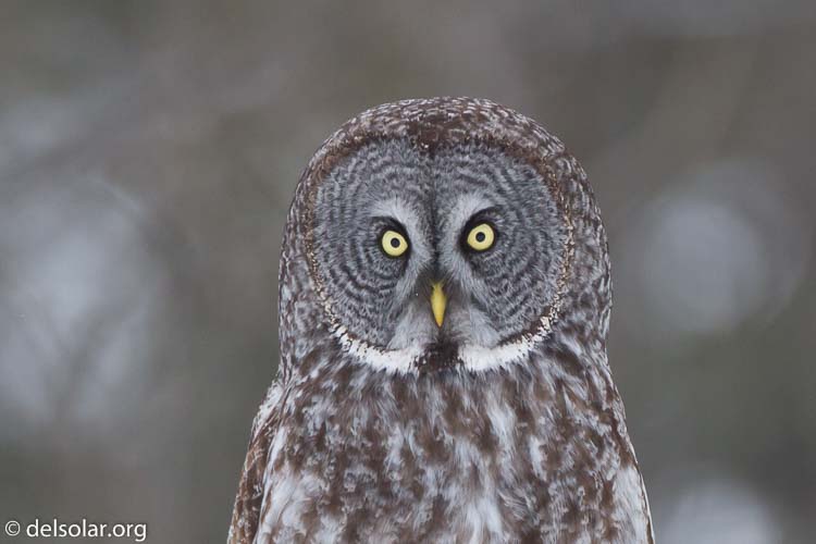 Canon EOS 7D  --  500 mm  --  EF500mm f/4L IS USM  