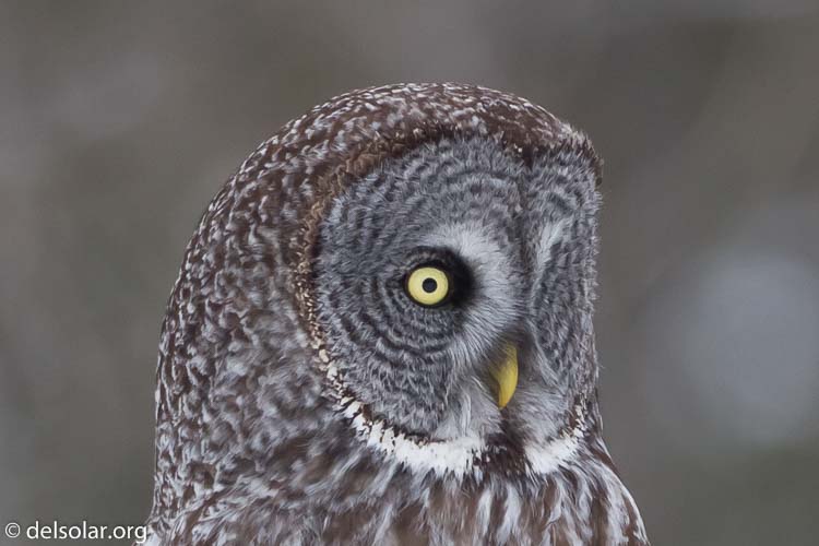 Canon EOS 7D  --  500 mm  --  EF500mm f/4L IS USM  