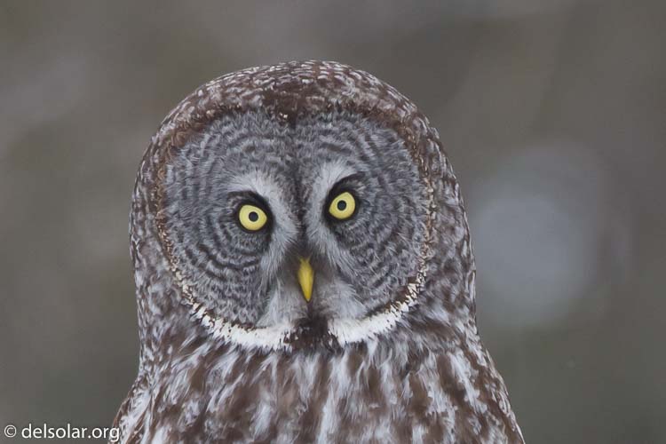 Canon EOS 7D  --  500 mm  --  EF500mm f/4L IS USM  