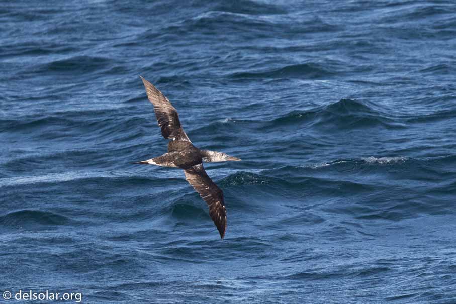 Canon EOS 7D Mark II  --  600 mm  --  EF600mm f/4L IS II USM  