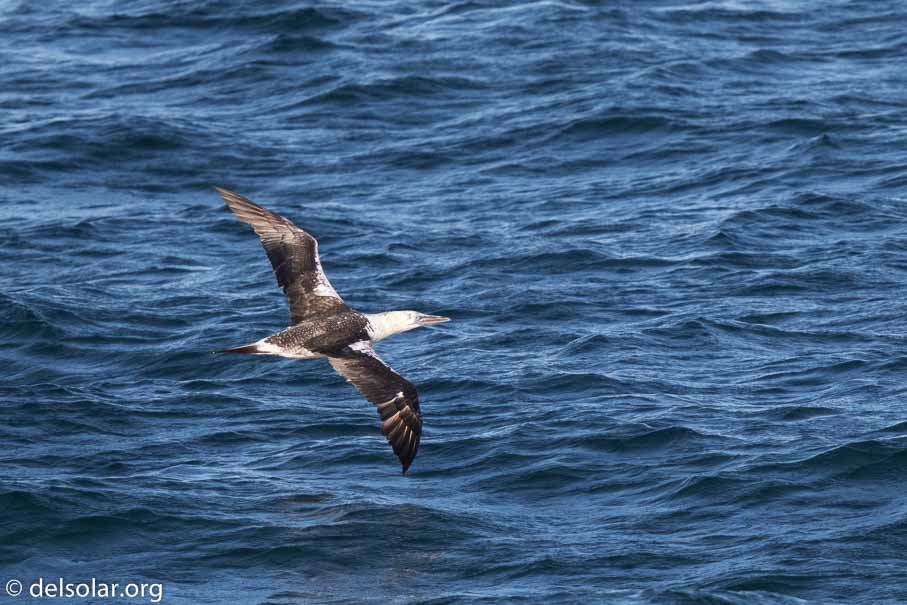 Canon EOS 7D Mark II  --  600 mm  --  EF600mm f/4L IS II USM  