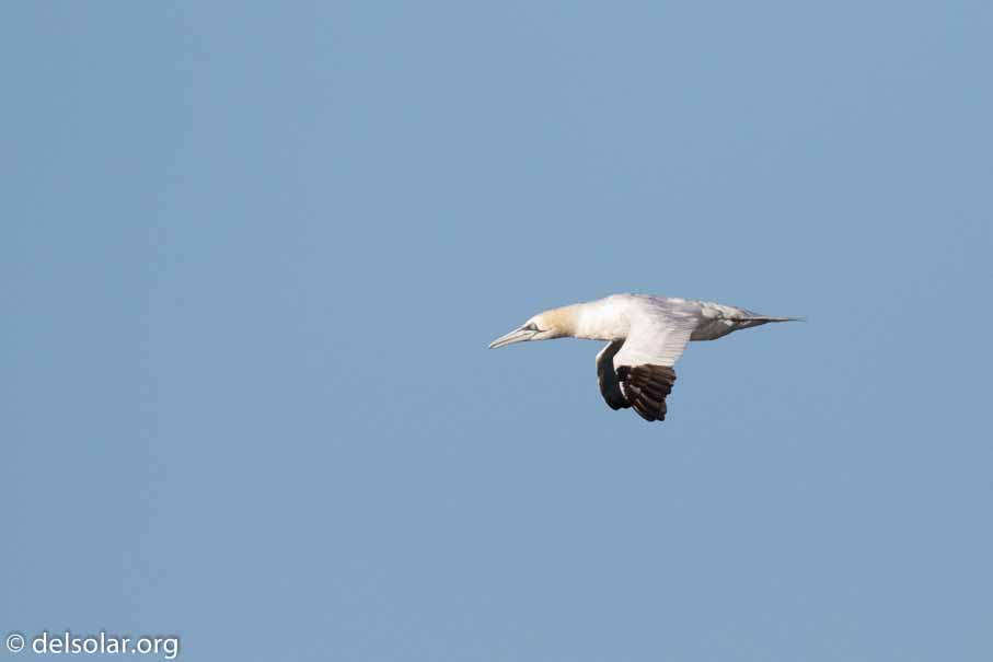 Canon EOS 7D Mark II  --  600 mm  --  EF600mm f/4L IS II USM  