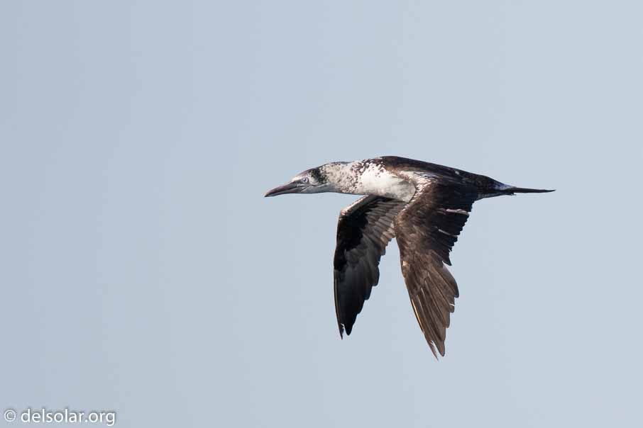 Canon EOS 7D Mark II  --  600 mm  --  EF600mm f/4L IS II USM  