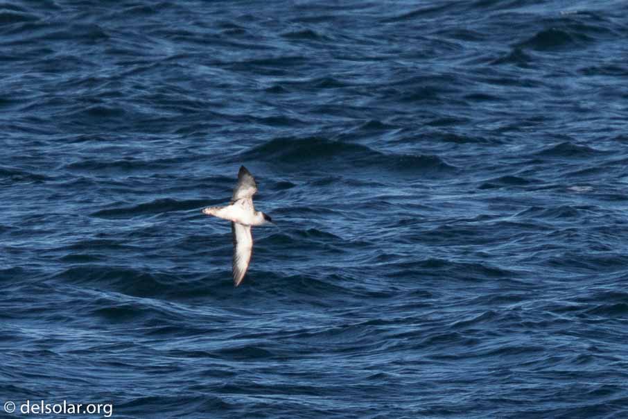 Canon EOS 7D Mark II  --  840 mm  --  EF600mm f/4L IS II USM +1.4x III  