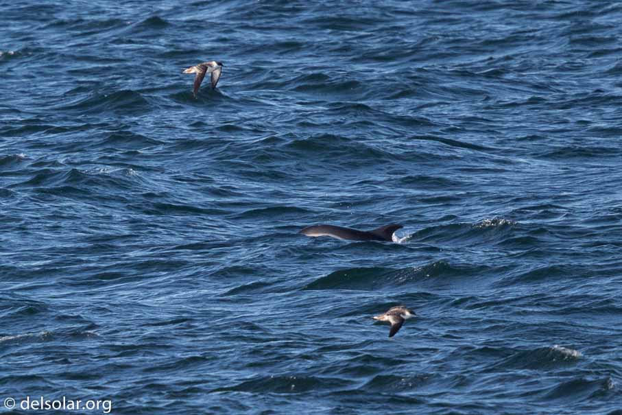 Canon EOS 7D Mark II  --  840 mm  --  EF600mm f/4L IS II USM +1.4x III  