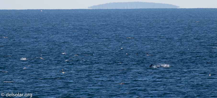 Canon EOS 7D Mark II  --  840 mm  --  EF600mm f/4L IS II USM +1.4x III  