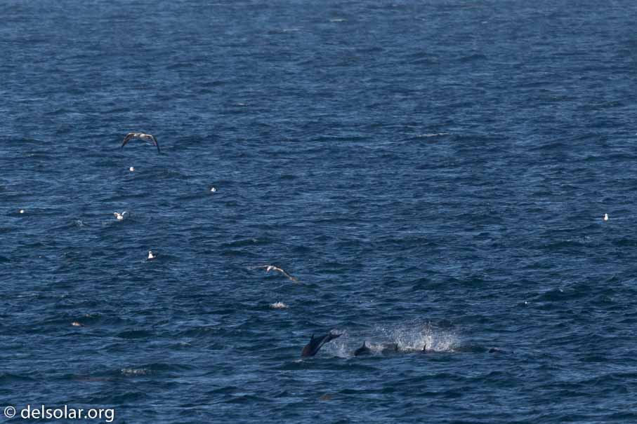 Canon EOS 7D Mark II  --  840 mm  --  EF600mm f/4L IS II USM +1.4x III  