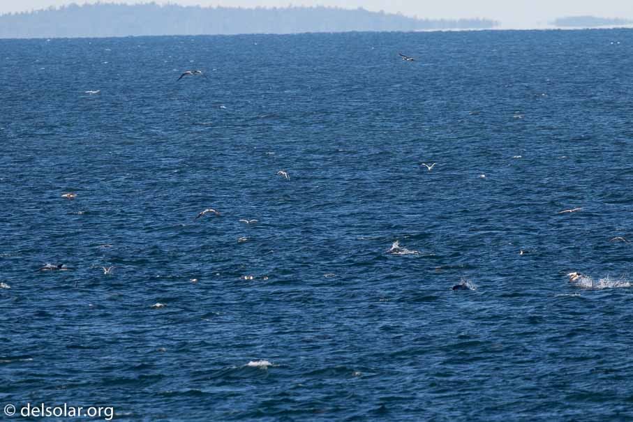 Canon EOS 7D Mark II  --  840 mm  --  EF600mm f/4L IS II USM +1.4x III  