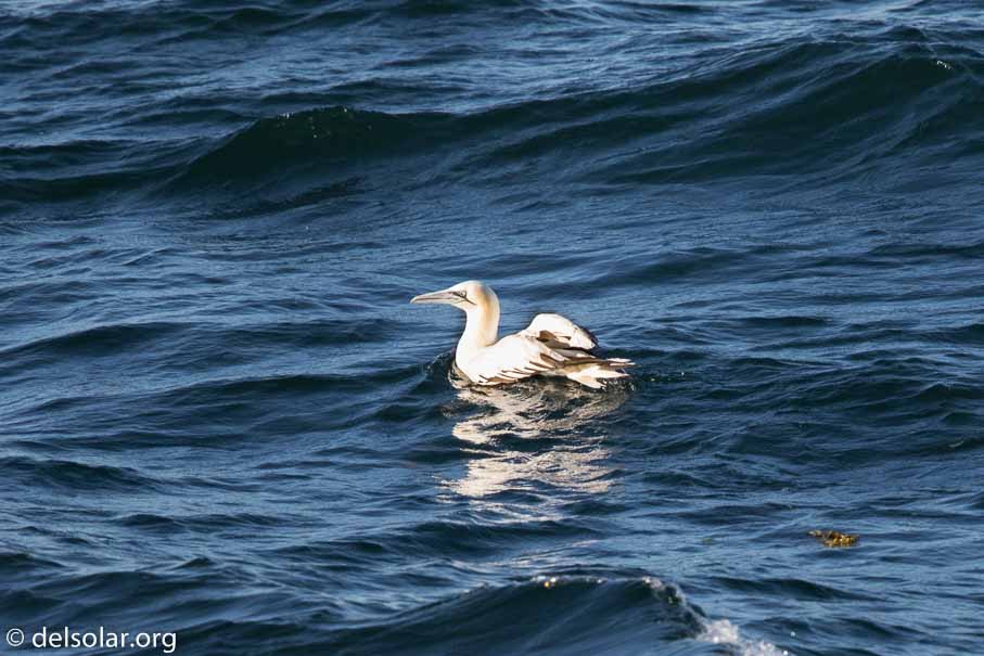 Canon EOS 7D Mark II  --  840 mm  --  EF600mm f/4L IS II USM +1.4x III  