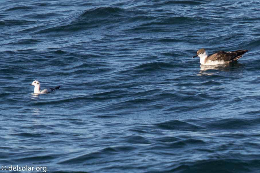 Canon EOS 7D Mark II  --  840 mm  --  EF600mm f/4L IS II USM +1.4x III  