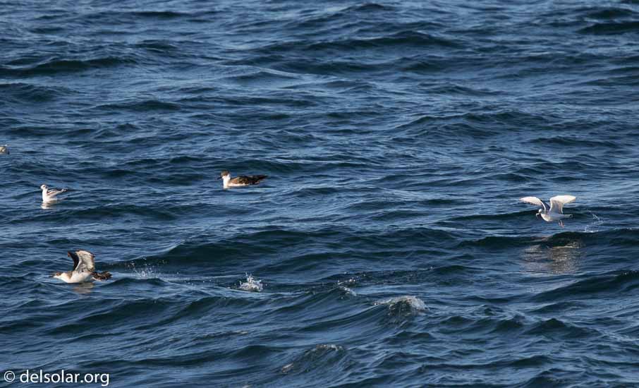 Canon EOS 7D Mark II  --  840 mm  --  EF600mm f/4L IS II USM +1.4x III  