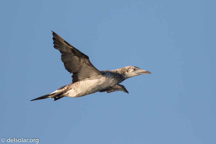 Canon EOS 7D Mark II  --  840 mm  --  EF600mm f/4L IS II USM +1.4x III  