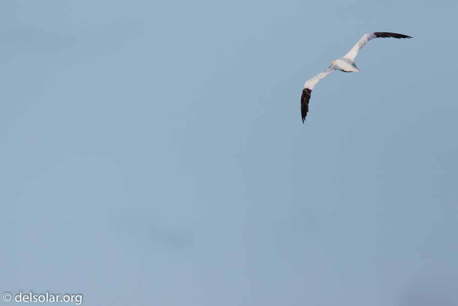 Canon EOS 7D Mark II  --  840 mm  --  EF600mm f/4L IS II USM +1.4x III  