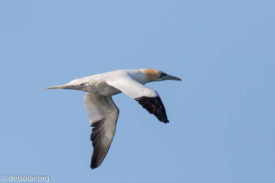 Canon EOS 7D Mark II  --  840 mm  --  EF600mm f/4L IS II USM +1.4x III  