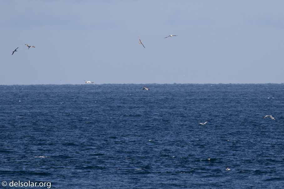 Canon EOS 7D Mark II  --  840 mm  --  EF600mm f/4L IS II USM +1.4x III  