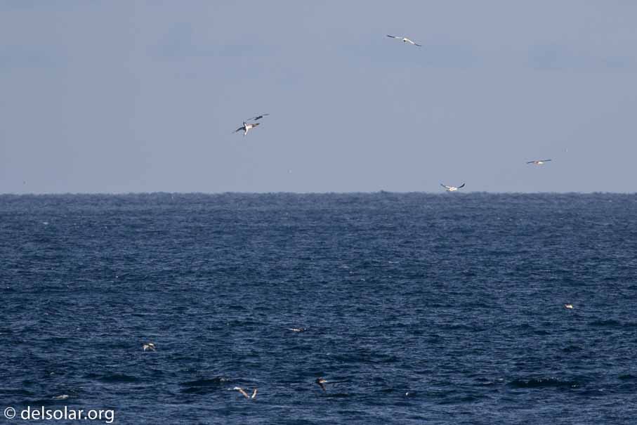 Canon EOS 7D Mark II  --  840 mm  --  EF600mm f/4L IS II USM +1.4x III  