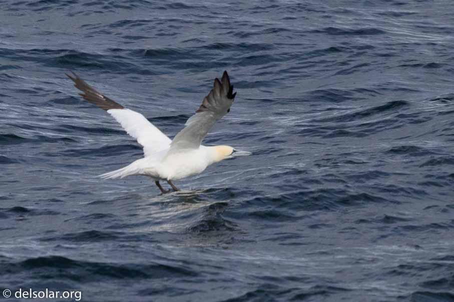 Canon EOS 7D Mark II  --  840 mm  --  EF600mm f/4L IS II USM +1.4x III  