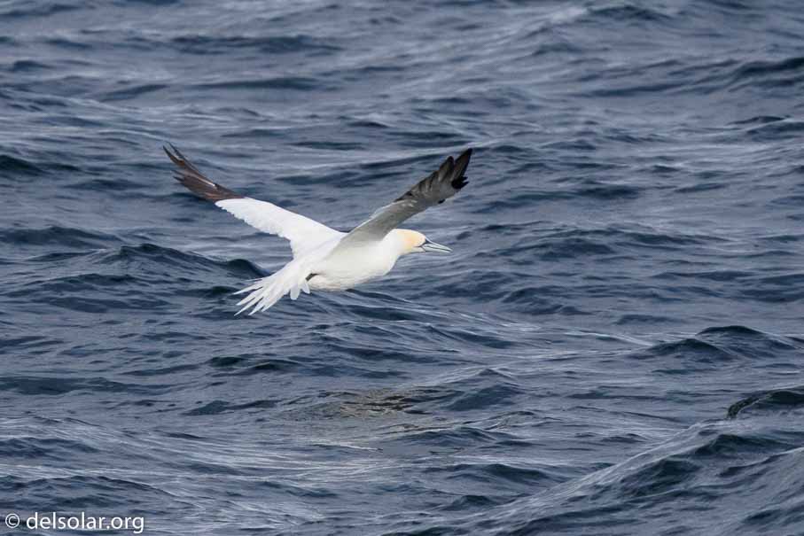 Canon EOS 7D Mark II  --  840 mm  --  EF600mm f/4L IS II USM +1.4x III  