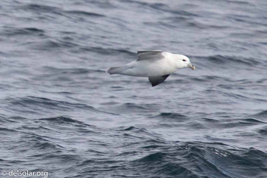 Canon EOS 7D Mark II  --  840 mm  --  EF600mm f/4L IS II USM +1.4x III  