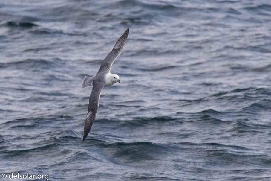 Canon EOS 7D Mark II  --  840 mm  --  EF600mm f/4L IS II USM +1.4x III  