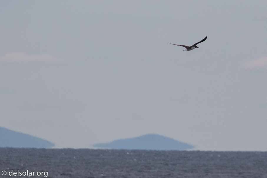 Canon EOS 7D Mark II  --  504 mm  --  EF100-400mm f/4.5-5.6L IS II USM +1.4x III  