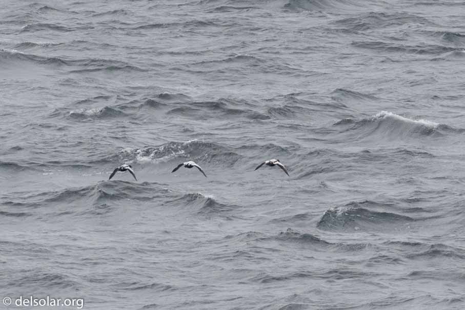 Canon EOS 7D Mark II  --  463 mm  --  EF100-400mm f/4.5-5.6L IS II USM +1.4x III  