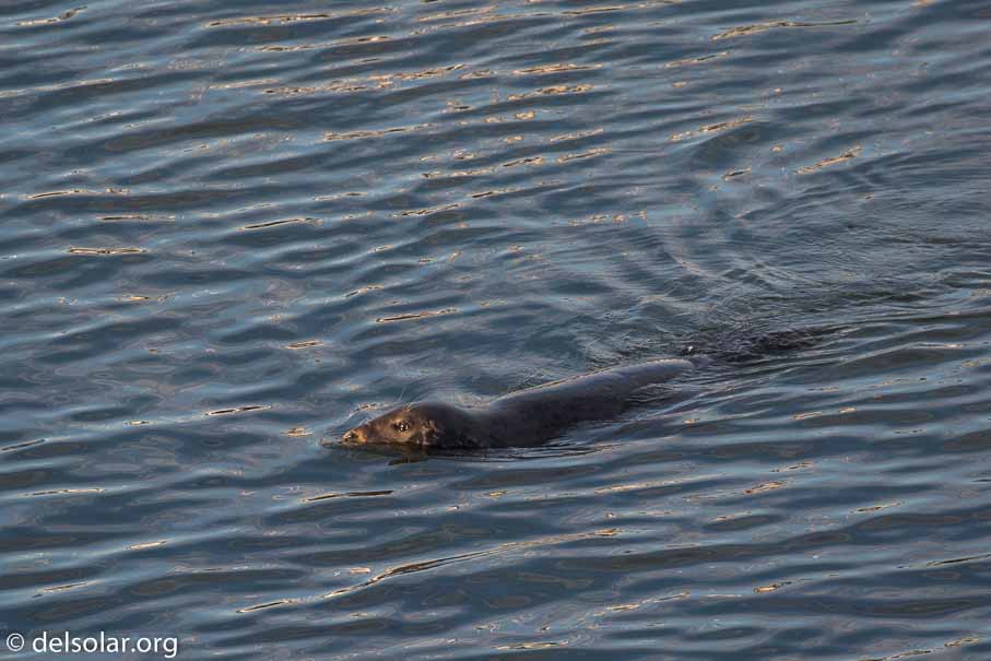 Canon EOS 5D Mark III  --  400 mm  --  EF100-400mm f/4.5-5.6L IS II USM  