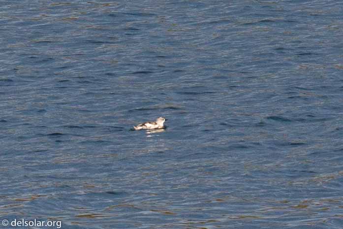 Canon EOS 5D Mark III  --  400 mm  --  EF100-400mm f/4.5-5.6L IS II USM  