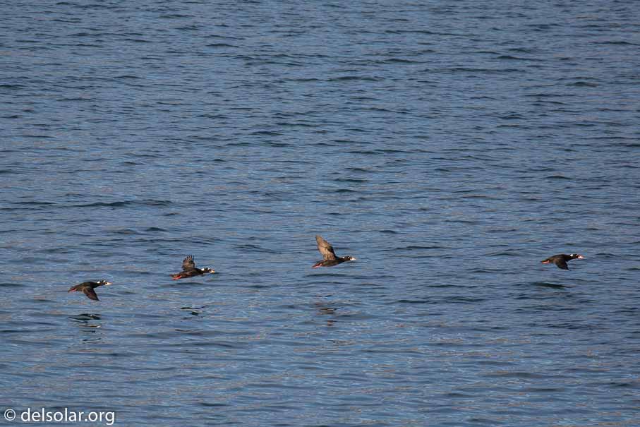 Canon EOS 5D Mark III  --  400 mm  --  EF100-400mm f/4.5-5.6L IS II USM  