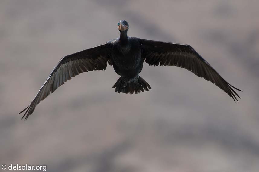 Canon EOS 7D Mark II  --  340 mm  --  EF100-400mm f/4.5-5.6L IS II USM  