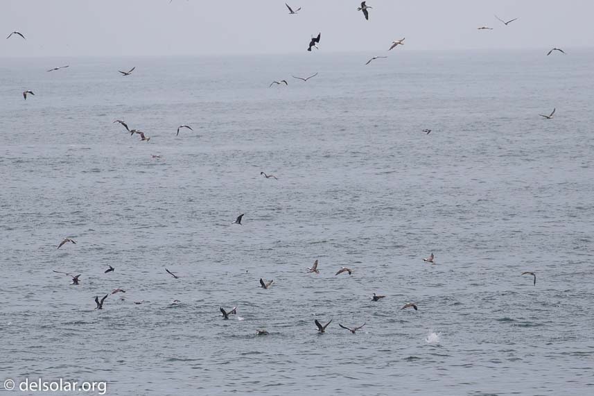 Canon EOS 7D Mark II  --  360 mm  --  EF100-400mm f/4.5-5.6L IS II USM  