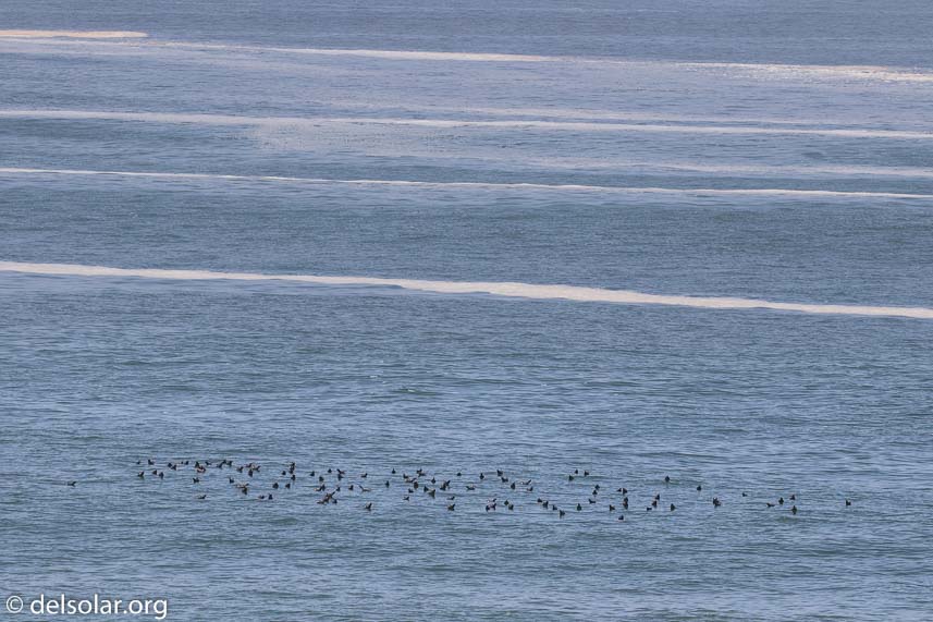 Canon EOS 7D Mark II  --  182 mm  --  EF100-400mm f/4.5-5.6L IS II USM  