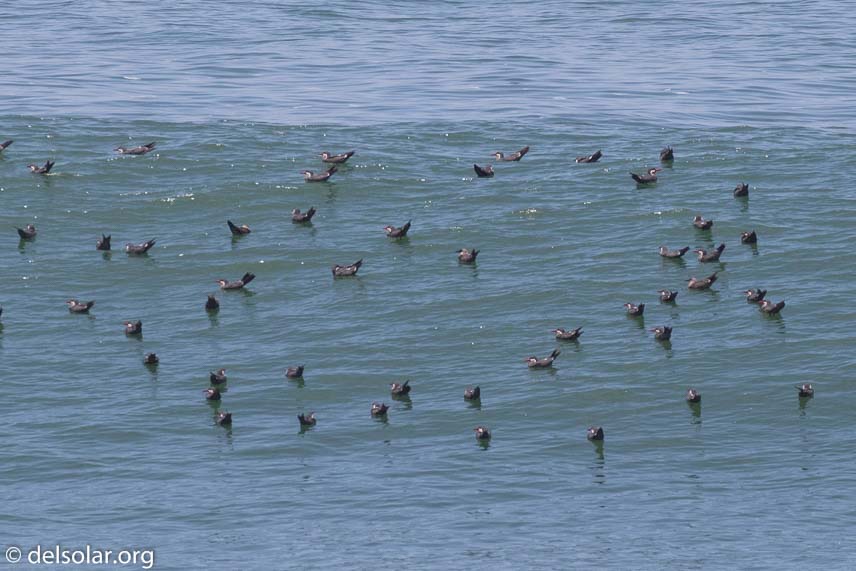 Canon EOS 7D Mark II  --  271 mm  --  EF100-400mm f/4.5-5.6L IS II USM  