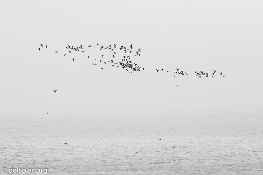 Canon EOS 7D Mark II  --  248 mm  --  EF100-400mm f/4.5-5.6L IS II USM  