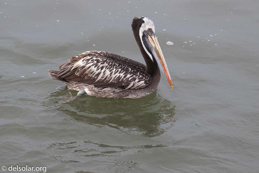 Canon EOS 7D Mark II  --  135 mm  --  EF100-400mm f/4.5-5.6L IS II USM  