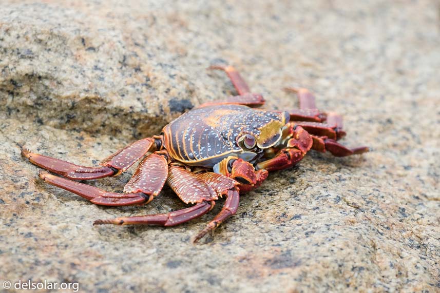 Canon EOS 7D Mark II  --  360 mm  --  EF100-400mm f/4.5-5.6L IS II USM  