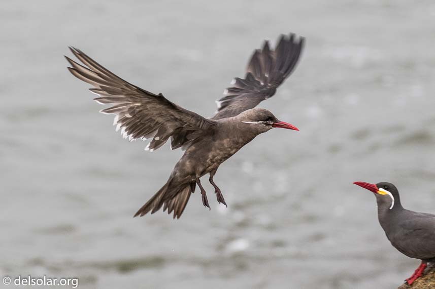 Canon EOS 7D Mark II  --  220 mm  --  EF100-400mm f/4.5-5.6L IS II USM  