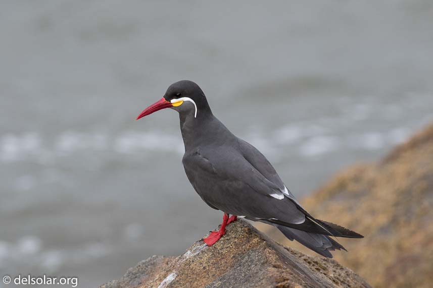 Canon EOS 7D Mark II  --  271 mm  --  EF100-400mm f/4.5-5.6L IS II USM  