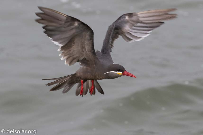 Canon EOS 7D Mark II  --  271 mm  --  EF100-400mm f/4.5-5.6L IS II USM  