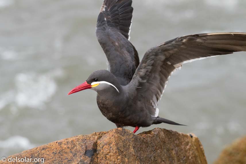 Canon EOS 7D Mark II  --  255 mm  --  EF100-400mm f/4.5-5.6L IS II USM  