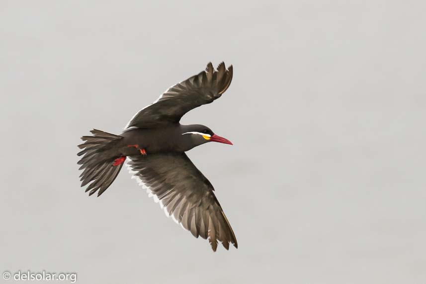 Canon EOS 7D Mark II  --  300 mm  --  EF100-400mm f/4.5-5.6L IS II USM  