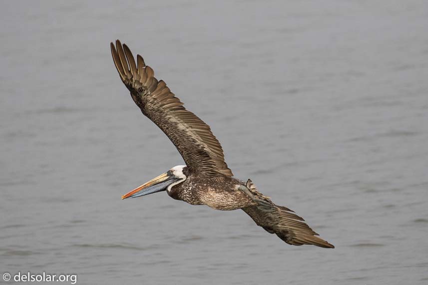 Canon EOS 7D Mark II  --  340 mm  --  EF100-400mm f/4.5-5.6L IS II USM  