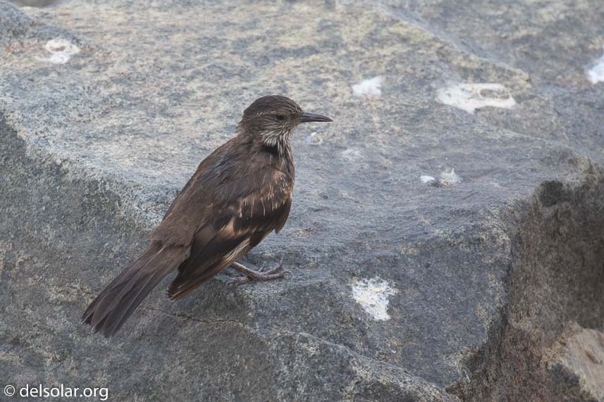 Canon EOS 7D Mark II  --  400 mm  --  EF100-400mm f/4.5-5.6L IS II USM  