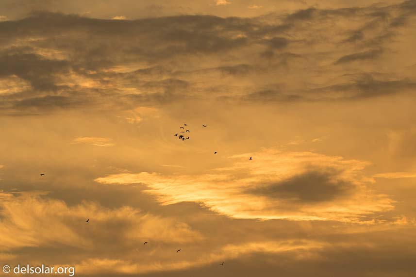 Canon EOS 7D Mark II  --  234 mm  --  EF100-400mm f/4.5-5.6L IS II USM  