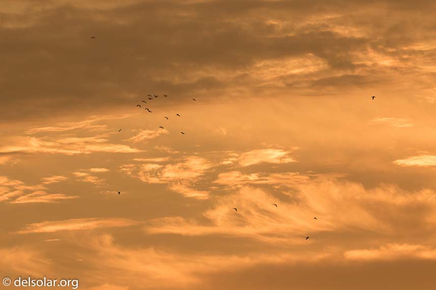 Canon EOS 7D Mark II  --  227 mm  --  EF100-400mm f/4.5-5.6L IS II USM  