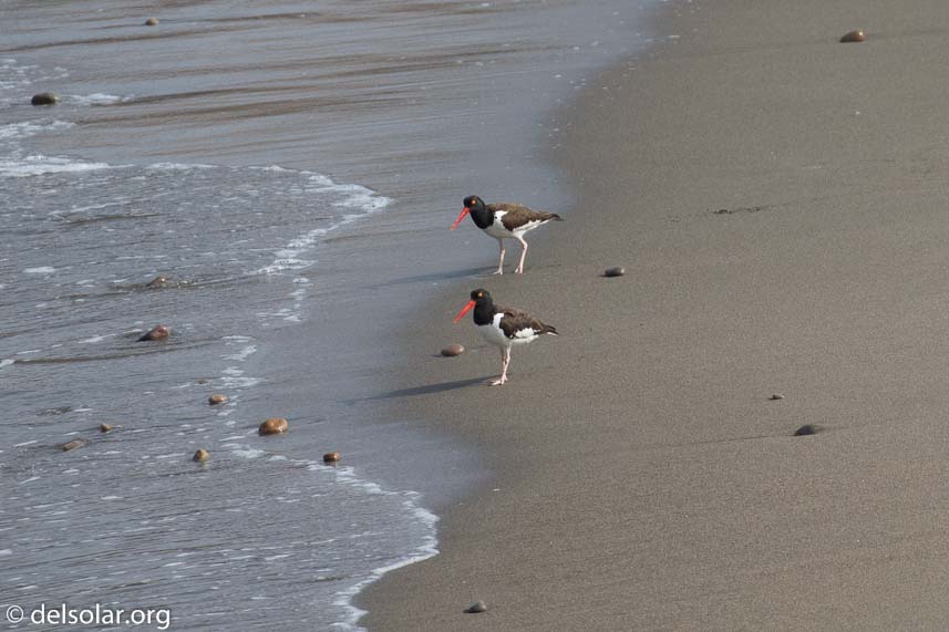 Canon EOS 7D Mark II  --  560 mm  --  EF100-400mm f/4.5-5.6L IS II USM +1.4x III  