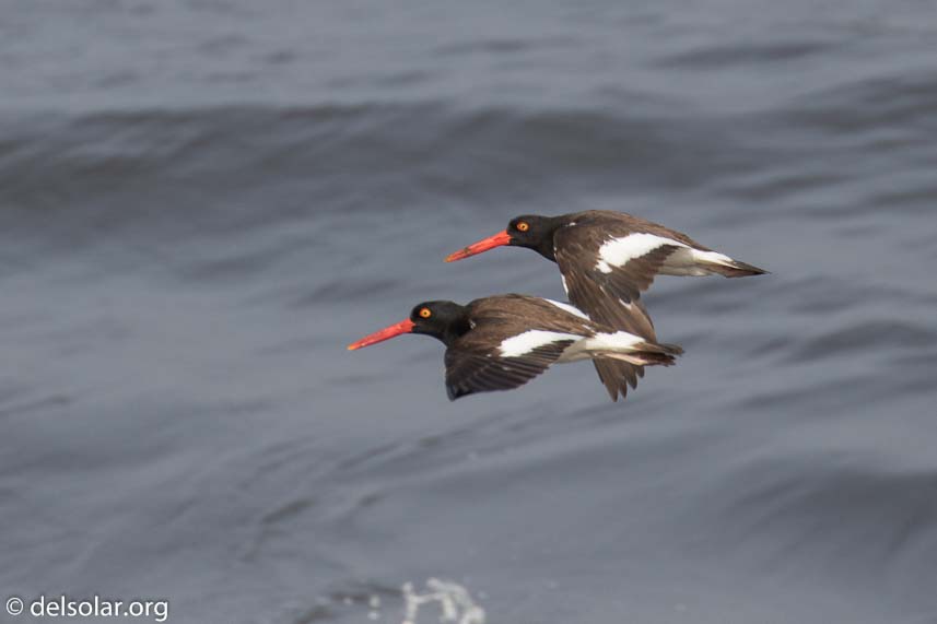 Canon EOS 7D Mark II  --  560 mm  --  EF100-400mm f/4.5-5.6L IS II USM +1.4x III  